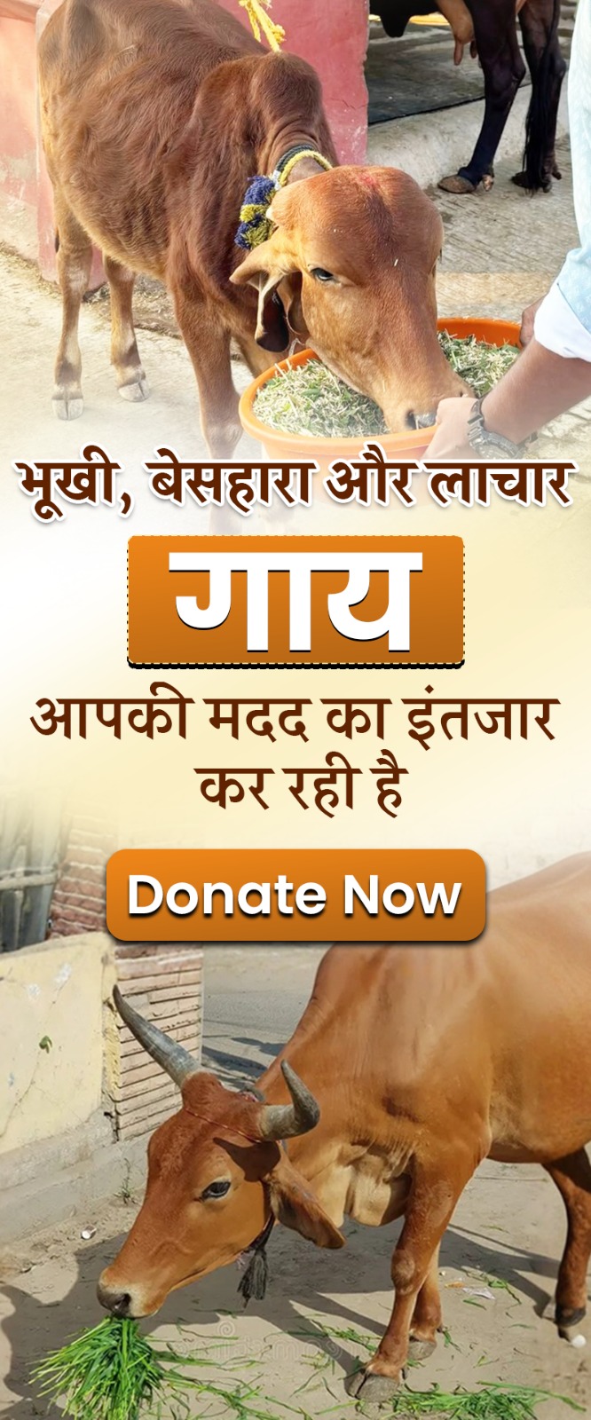 WhatsApp Image 2026-04-06 at 11.31.14 AM