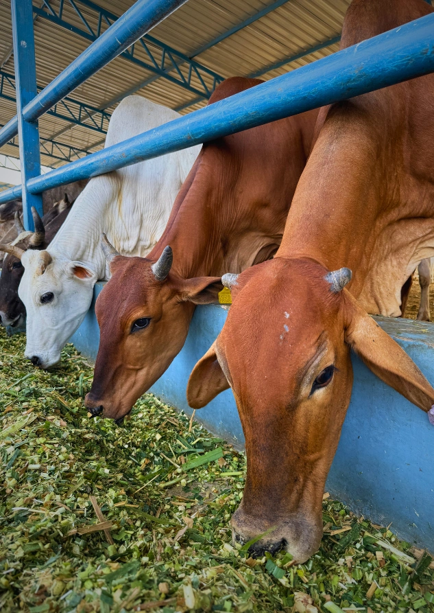 Green_Fodder
